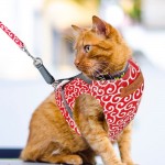 Ensemble harnais et laisse pour chat harnais anti-évasion pour promener harnais doux et respirant pour petit chien harnais léger pour animal domestique XS rouge
