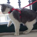 Harnais en nylon réglable pour chats avec laisse et collier